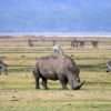 sasada Ngorongoro
