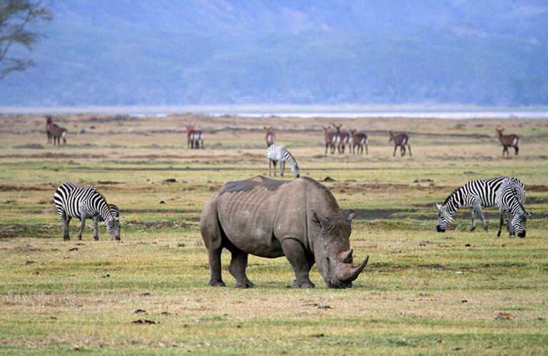 sasada Ngorongoro