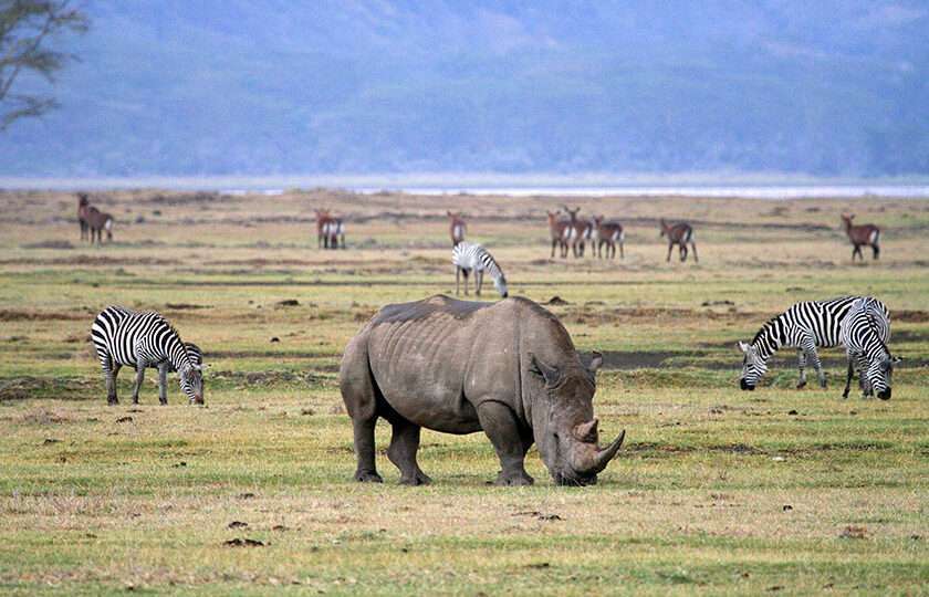 sasada Ngorongoro