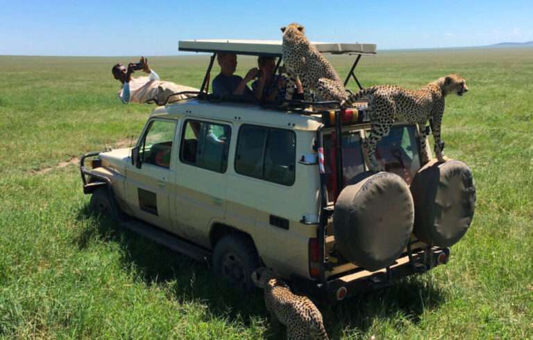 tourists on a safari