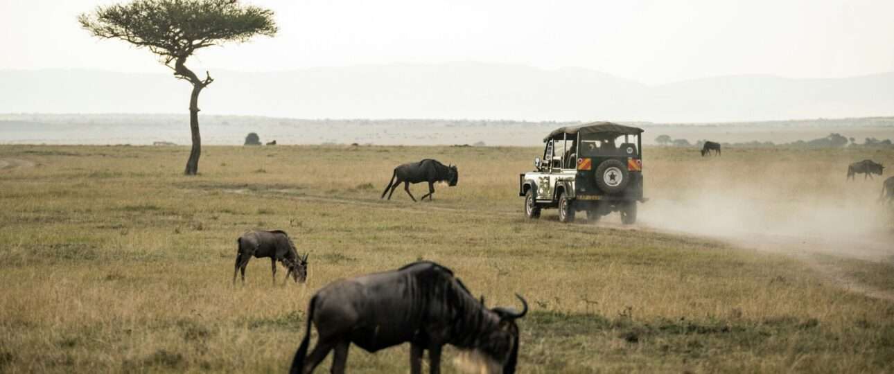 wildebeest on open field