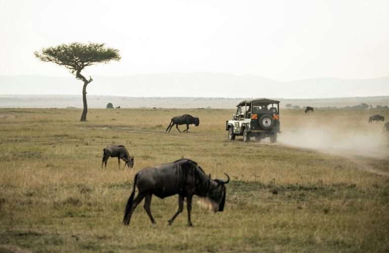 wildebeest on open field