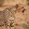 Kenya safari all inclusive packages