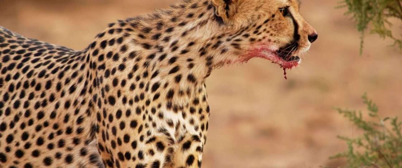 Kenya safari all inclusive packages