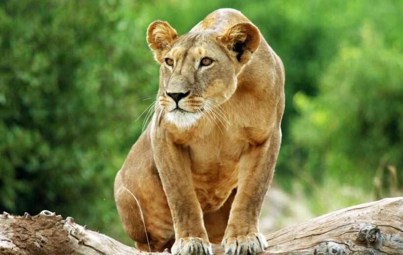 3 DAYS LAKE NAIVASHA TO LAKE NAKURU ADVENTURE SAFARI