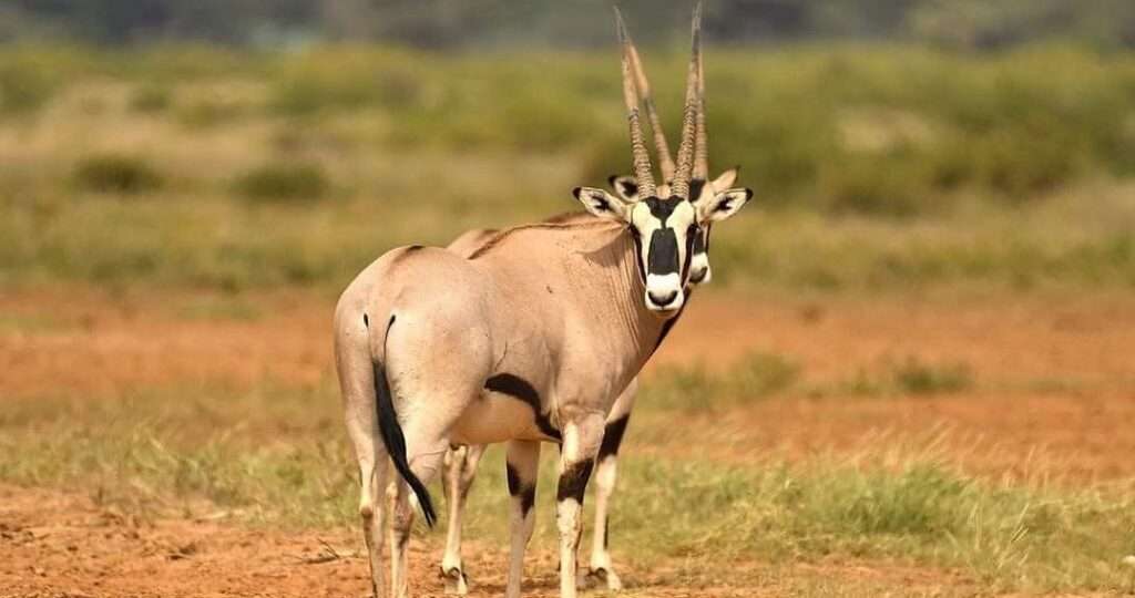Beisa Oryx at Samburu National Reservet 1024x682 1