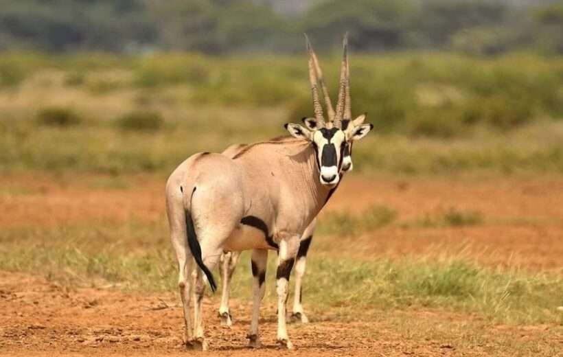 6-DAY GO KENYA SAFARI-THE FAMOUS MASAI MARA AND SAMBURU 12