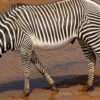 grevys zebra in Samburu