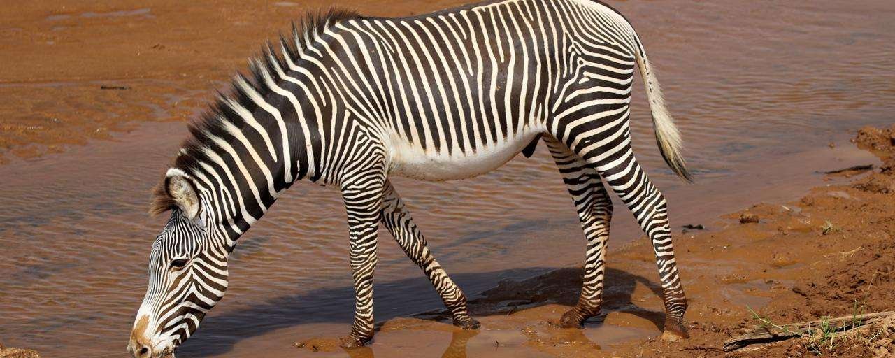 grevys zebra in Samburu