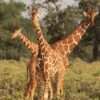 reticulated giraffe