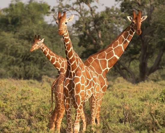 reticulated giraffe