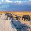 big five safari animals