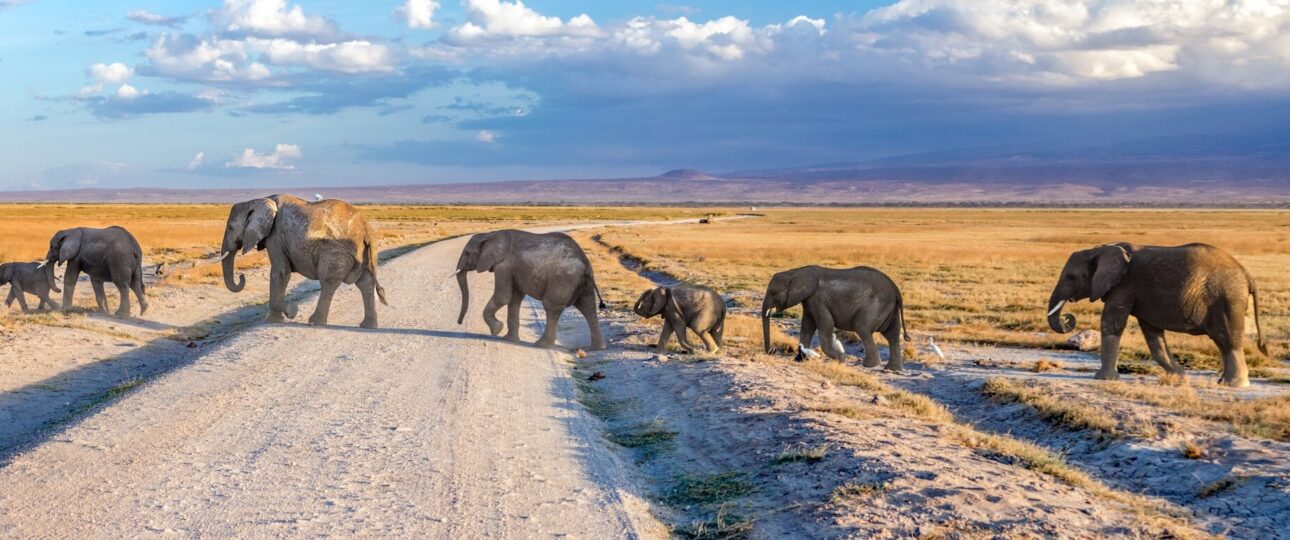 big five safari animals
