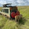 getting close to a lion on a safari