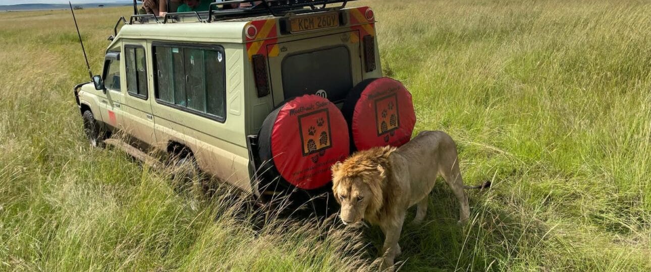 getting close to a lion on a safari