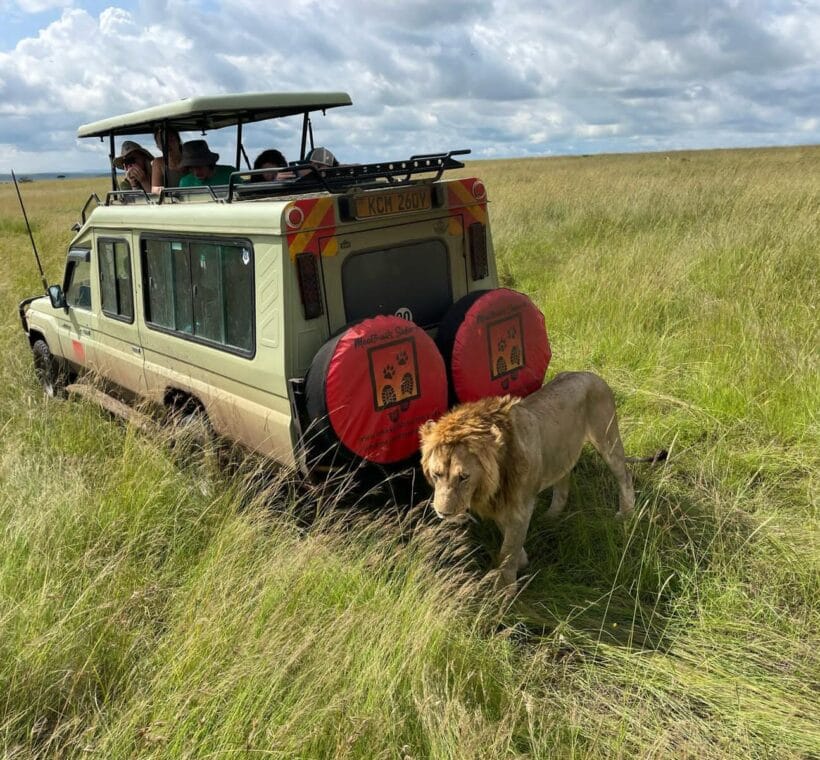 getting close to a lion on a safari