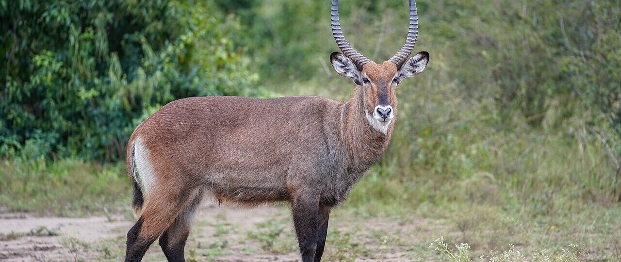 Waterbuck in the wild