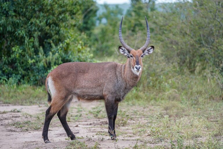 Waterbuck in the wild