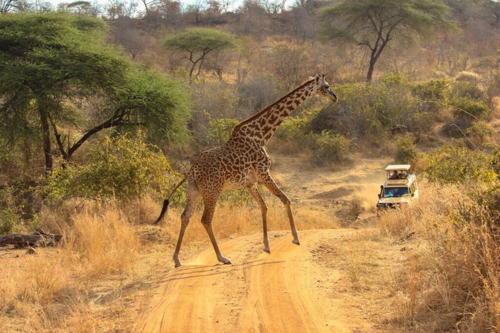 Best Kenya Safari Packages (2025/2026) 30 African safari tours