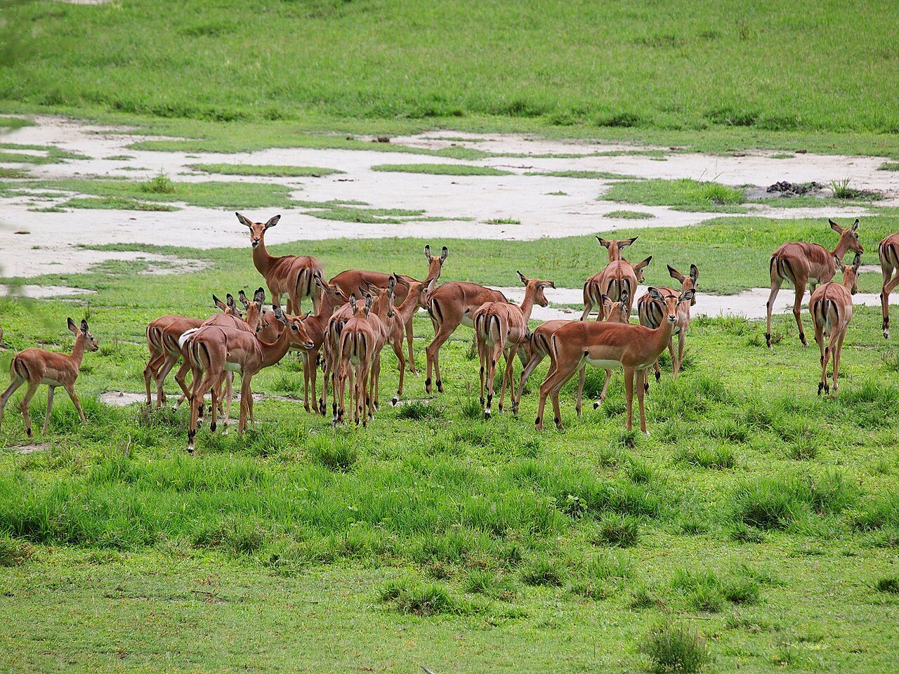 Antelopes in Lake Manyara National Park