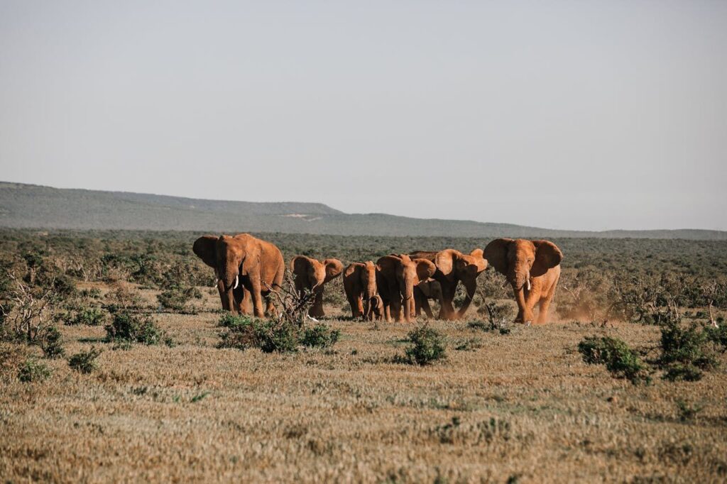 Kenya Safari: A Must for Your Travel Bucket List 4 African safari tours
