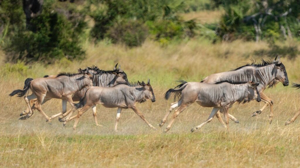 Kenya Safari: A Must for Your Travel Bucket List 1 best african safari