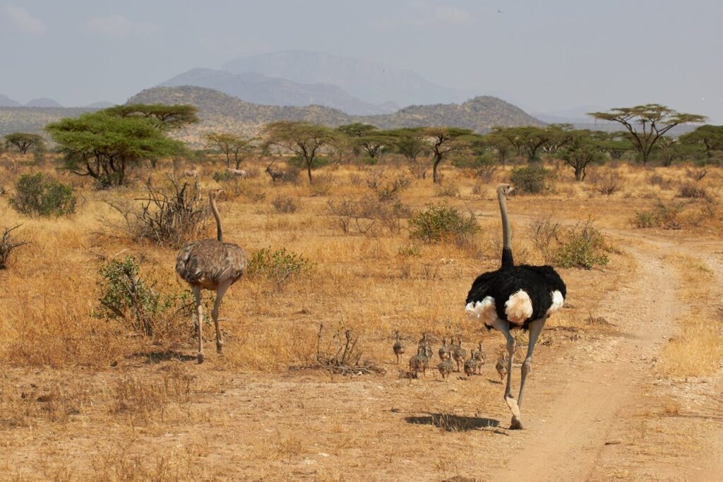 Kenya Safari: A Must for Your Travel Bucket List 2 Kenya safari all-inclusive packages