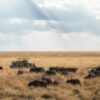 safaris in Kenya by Meektrails