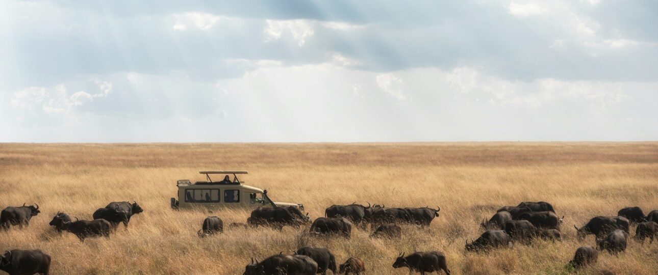 safaris in Kenya by Meektrails