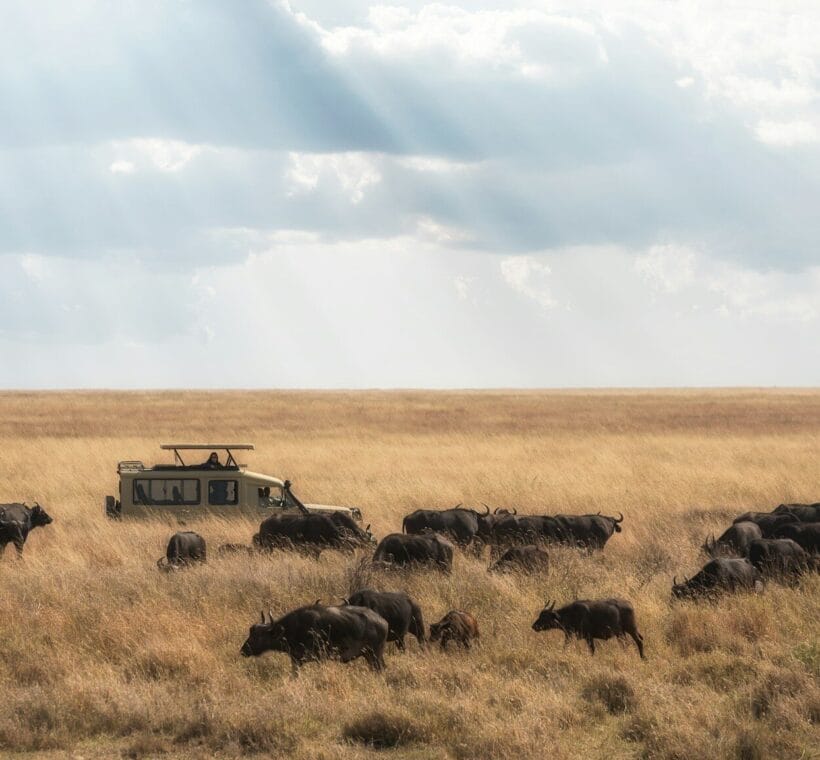 safaris in Kenya by Meektrails
