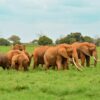 Best Places to See Elephants in Kenya, africa
