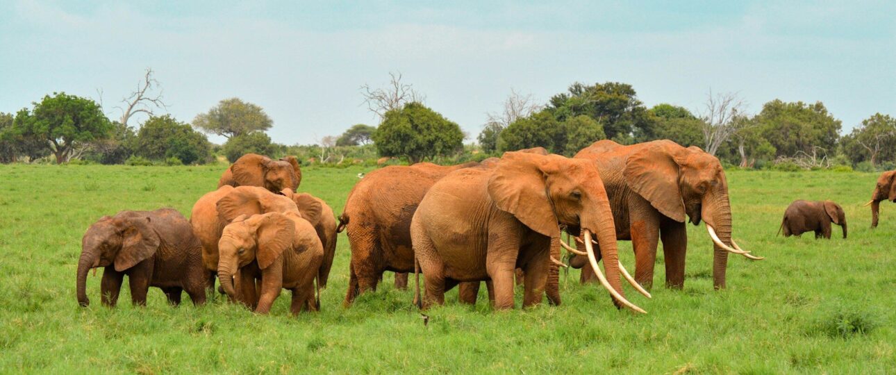 7 Best Places to See Elephants in Kenya 19 Best Places to See Elephants in Kenya, africa