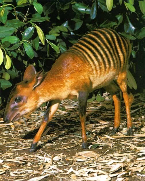 endangered species in Kenya