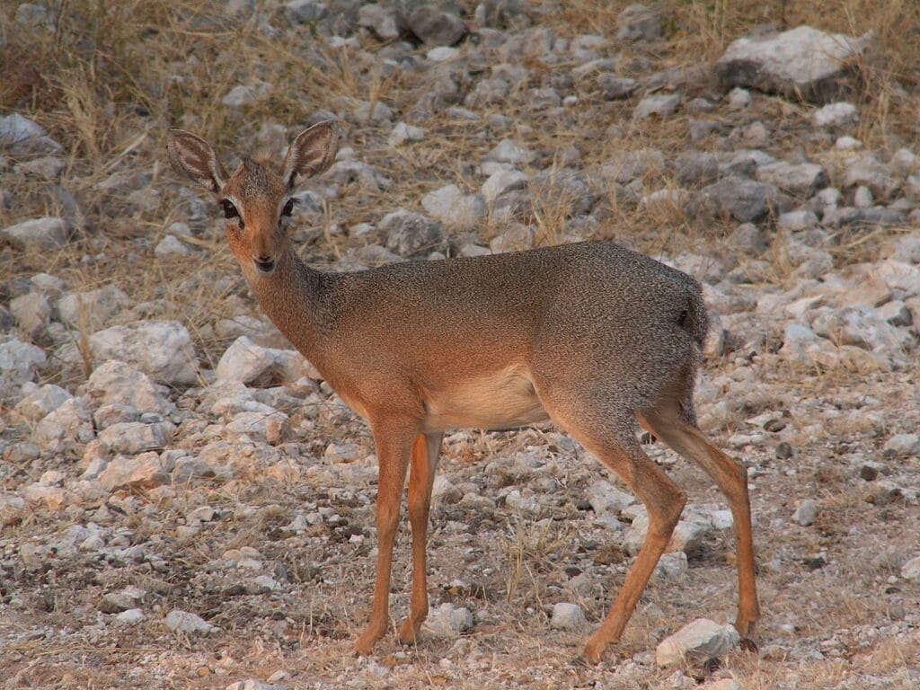 Dik-Dik