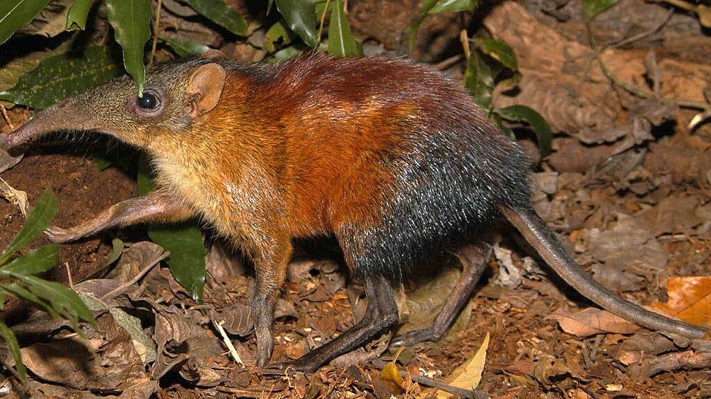 Golden-rumped Sengi
