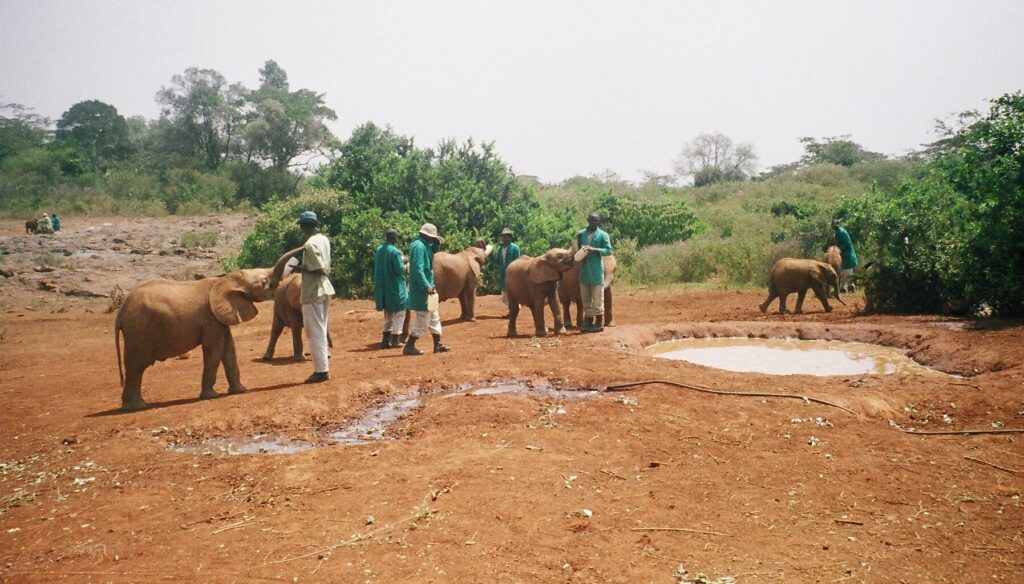 where to see elephants in Nairobi