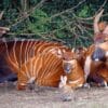 top 10 Rare Animals in Kenya