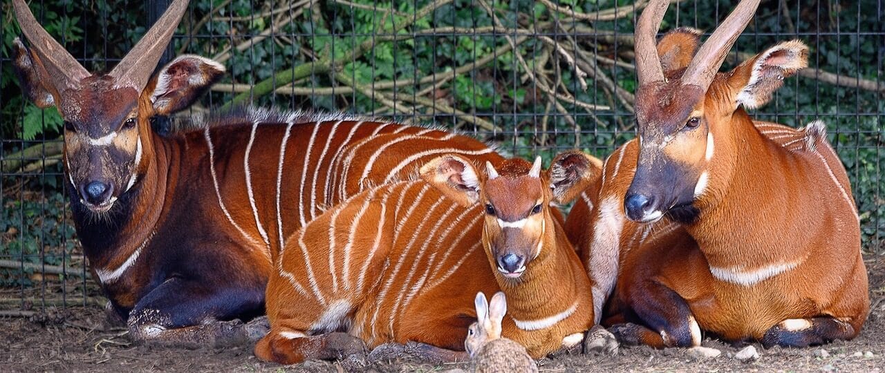 top 10 Rare Animals in Kenya