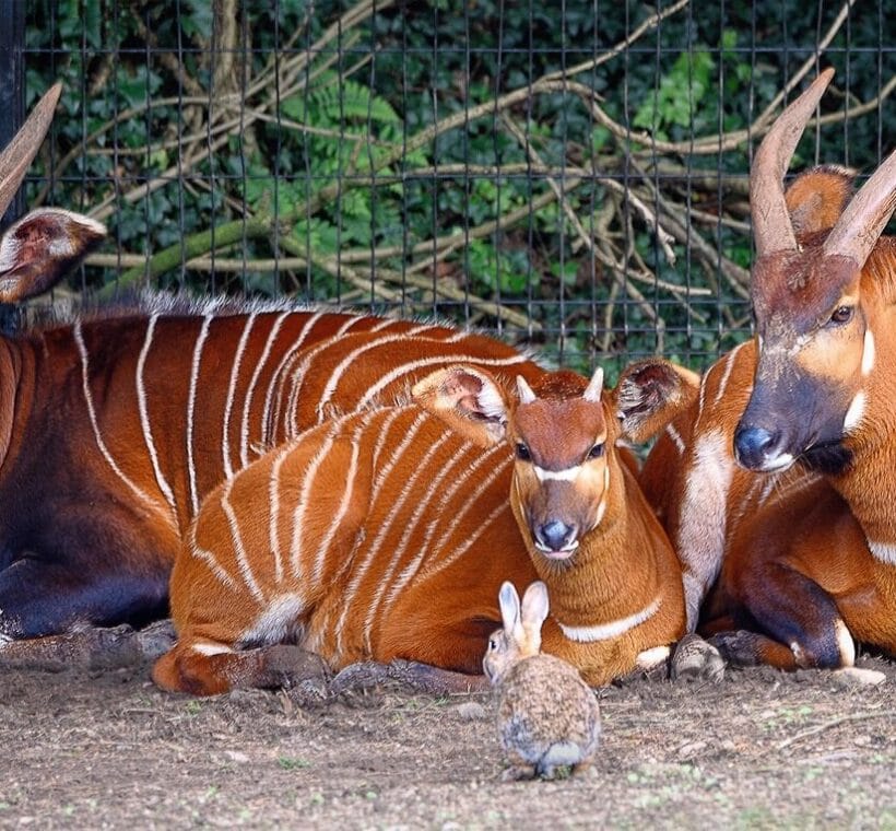 top 10 Rare Animals in Kenya