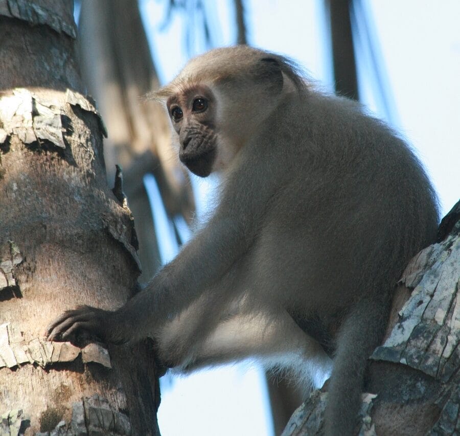 animals in Kenya worth seeing