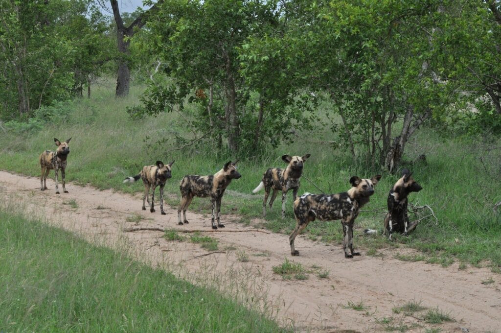 african wild dogs. rare animals in Kenya
