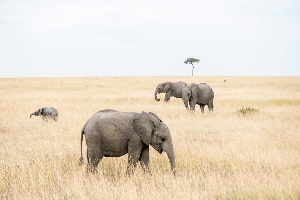 masai mara animals list. animals in kenya safari