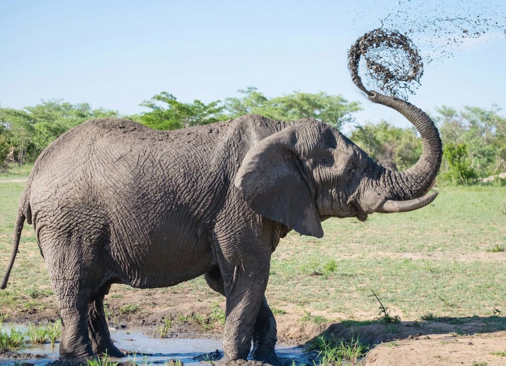 best place to see elephants in Africa