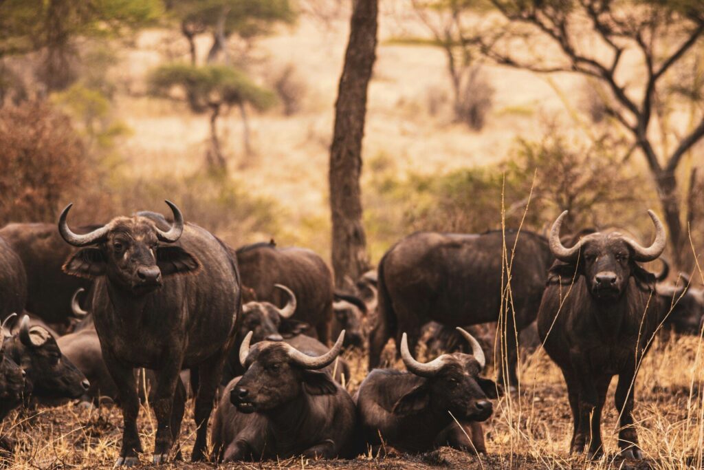 bufallo, wildlife safari in Kenya