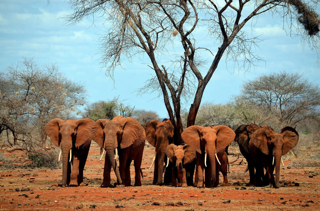 where to see elephants in kenya