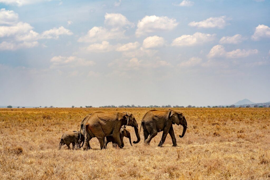 elephants in kenya safari