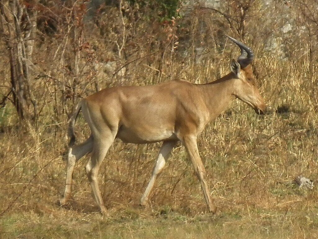 safaris in kenya to explore animals