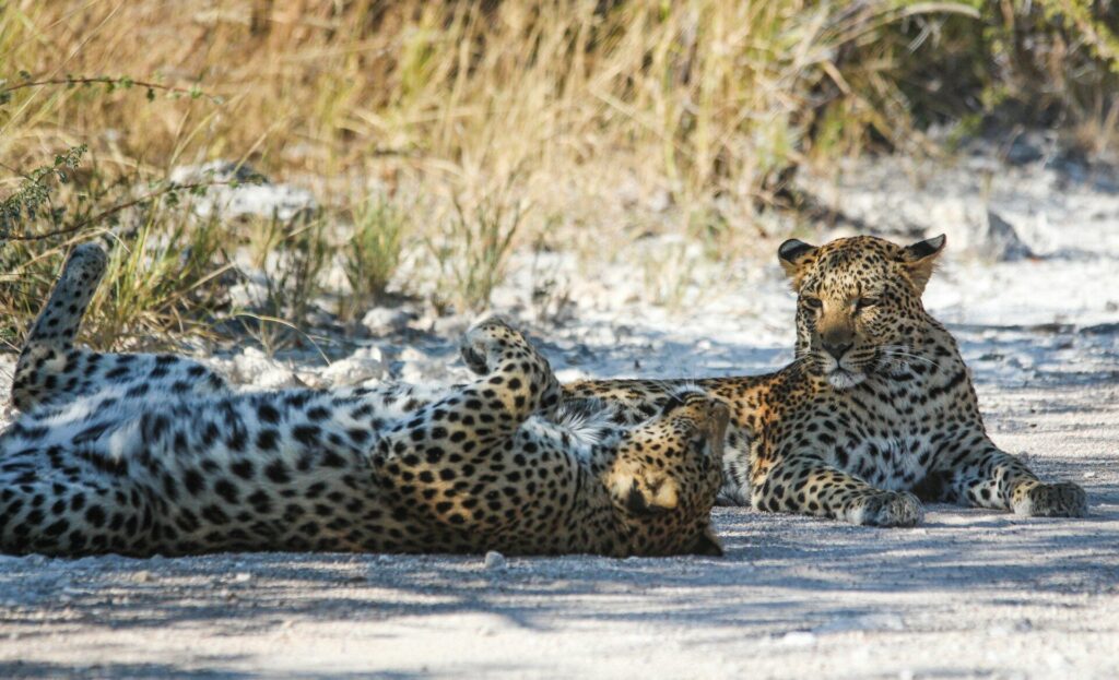 big 5 animals in Kenya safari