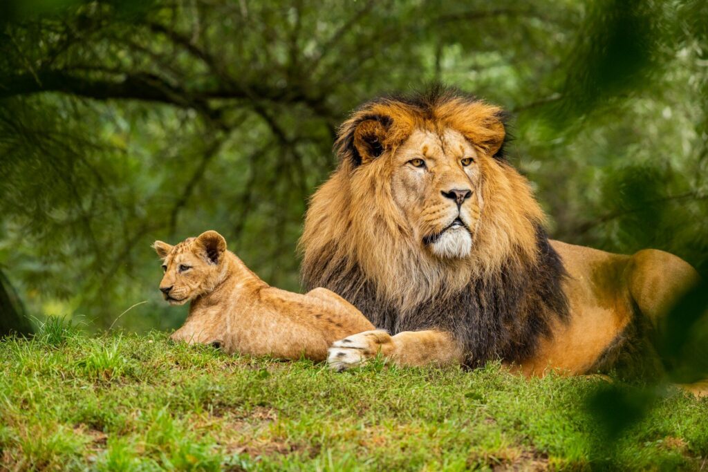 lion, big five safari animals