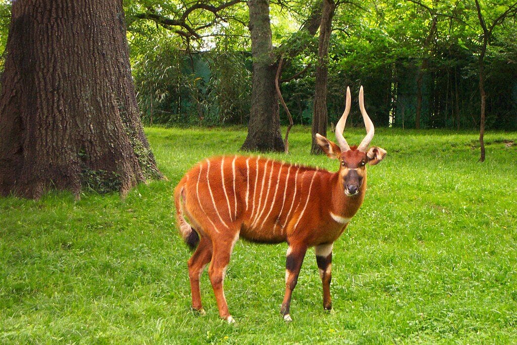 mountain bongo in kenya
